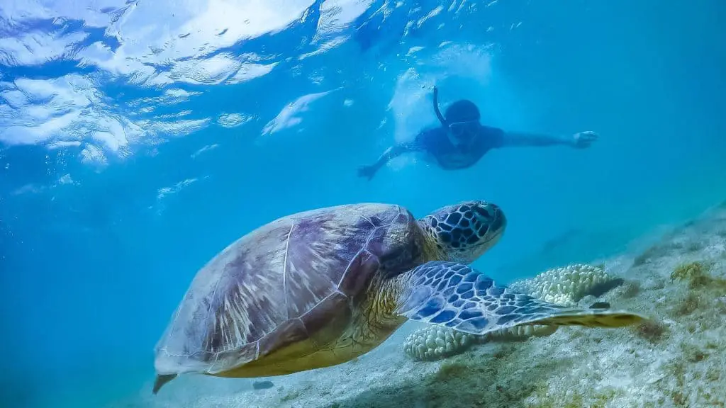 Best Water Shoes for Snorkeling Love At First Fit